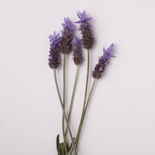 Load image into Gallery viewer, SPF15 Moisturiser