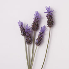 Load image into Gallery viewer, Little Head Shampoo